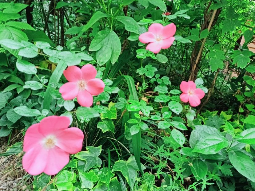  - Grădina 2025 continuare 3