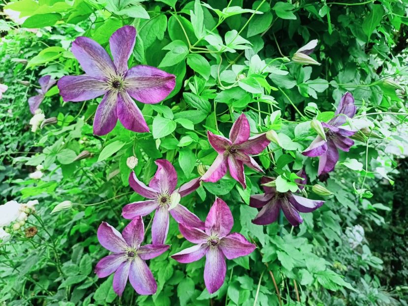 Venosa Violacea - Grădina 2025 continuare 3