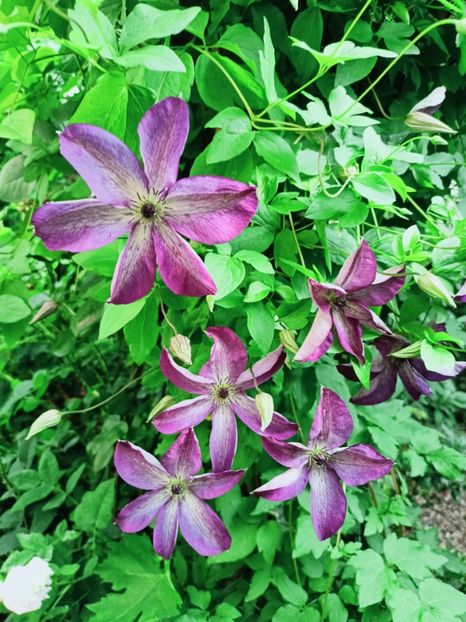  - Grădina 2025 continuare 3