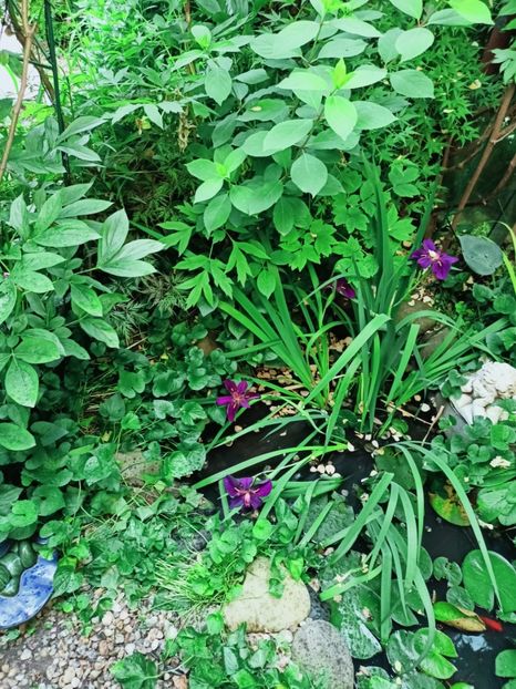  - Grădina 2025 continuare 3