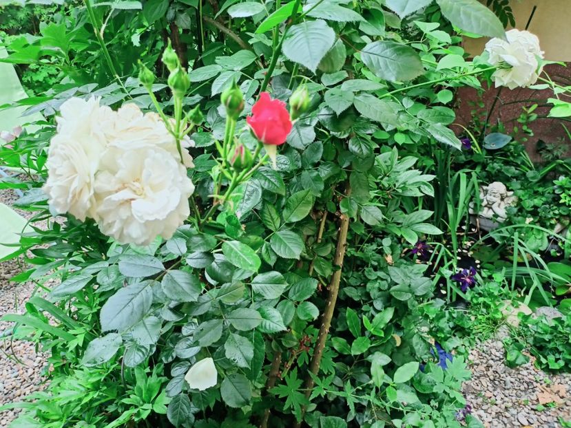  - Grădina 2025 continuare 3