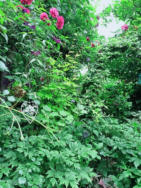  - Grădina 2025 continuare 3