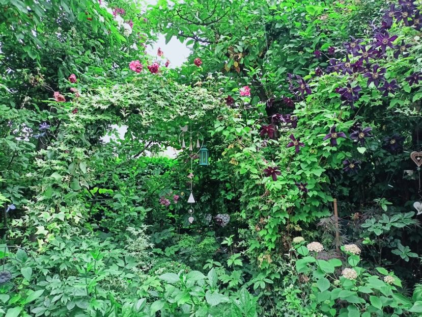  - Grădina 2025 continuare 3