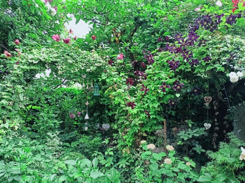  - Grădina 2025 continuare 3