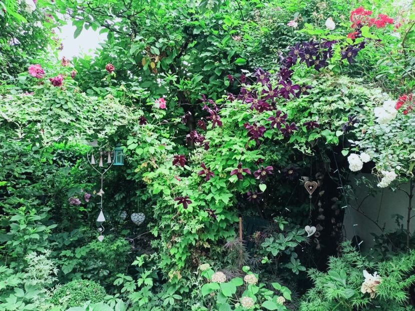  - Grădina 2025 continuare 3