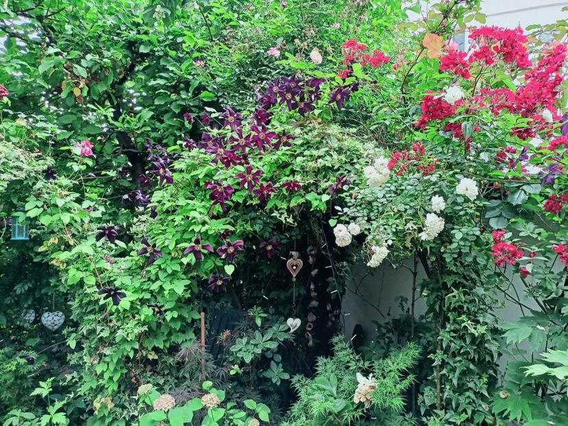  - Grădina 2025 continuare 3