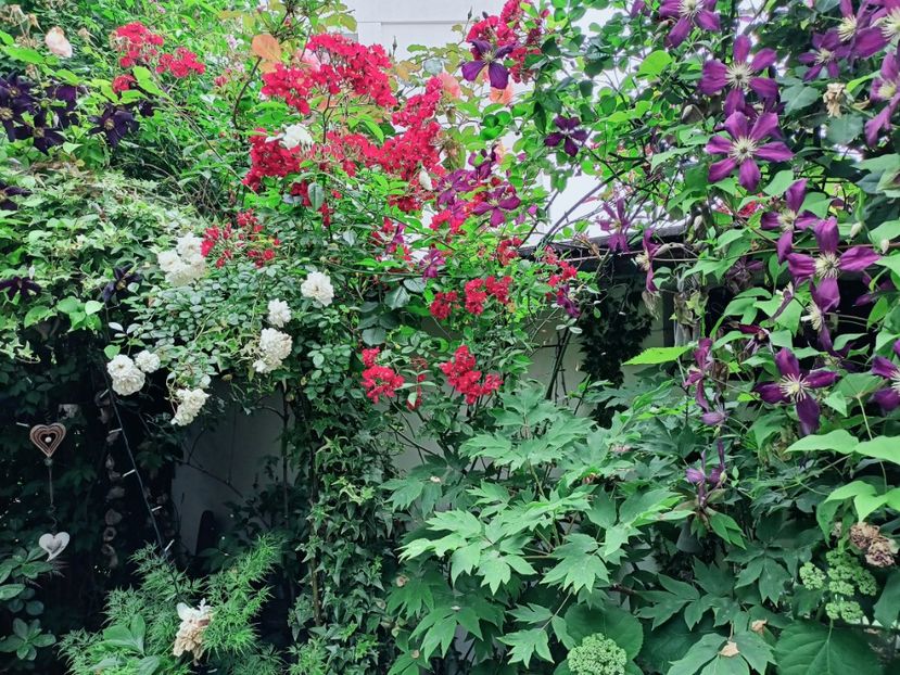  - Grădina 2025 continuare 3