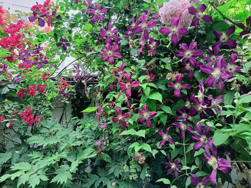  - Grădina 2025 continuare 3