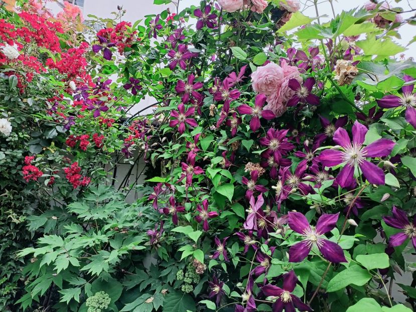  - Grădina 2025 continuare 3