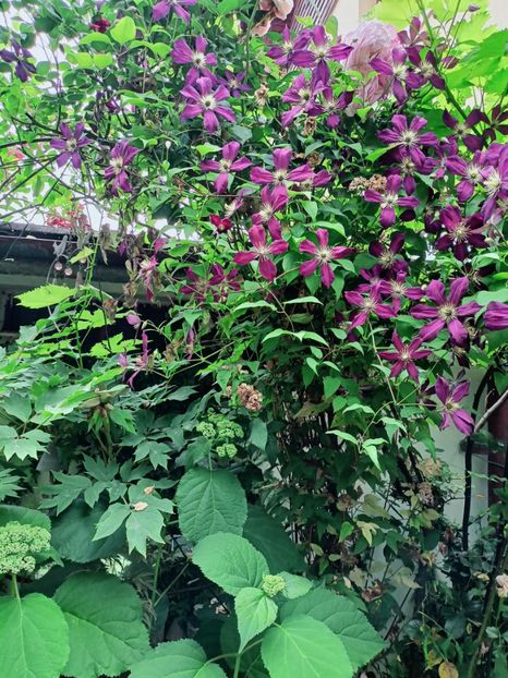  - Grădina 2025 continuare 3