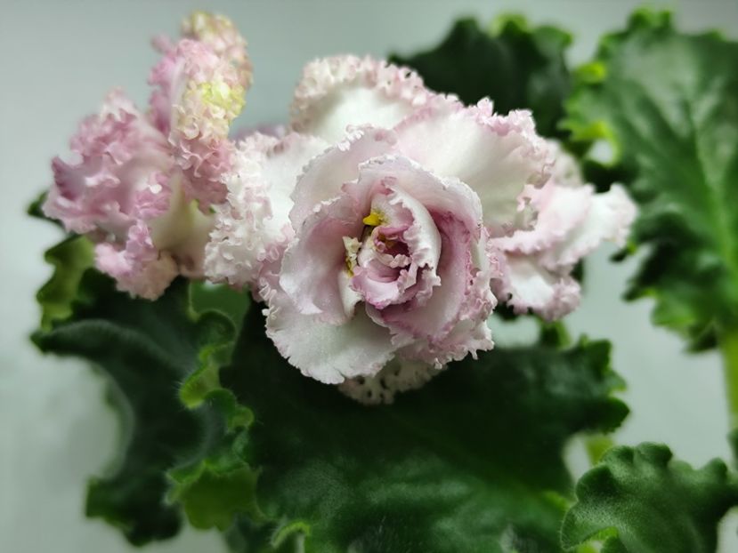 8 iunie 2025 - LE Roza Vetrov