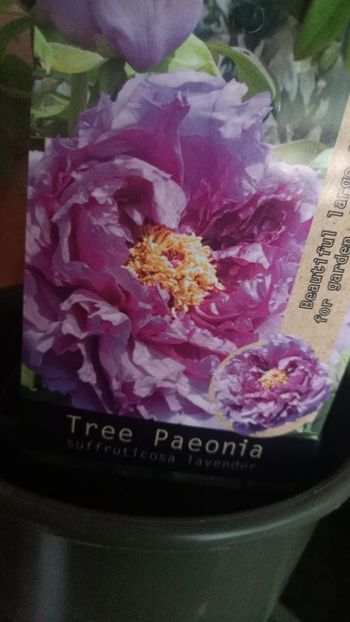 Img.2025.04.11 - Bujori 2025