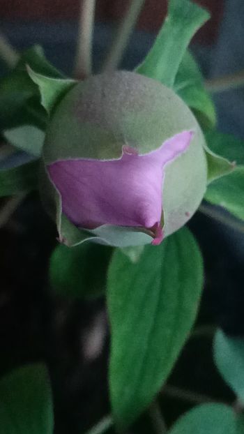 Img.2025.04.11 - Bujori 2025