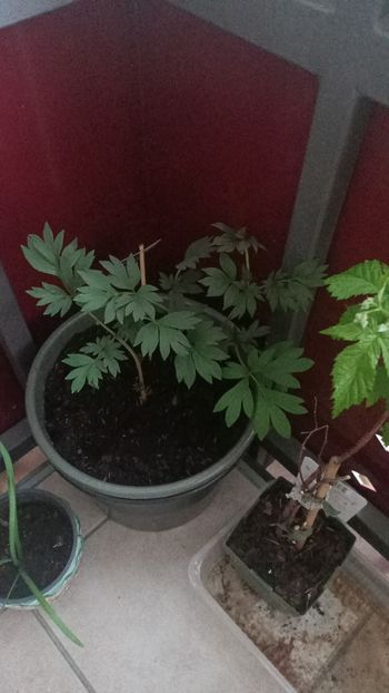 Img.2025.04.11-galben - Bujori 2025