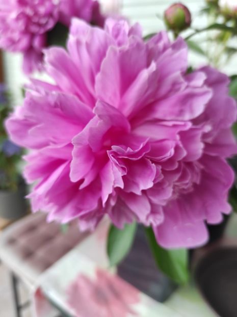 Img.2025.05.21 - Bujori 2025