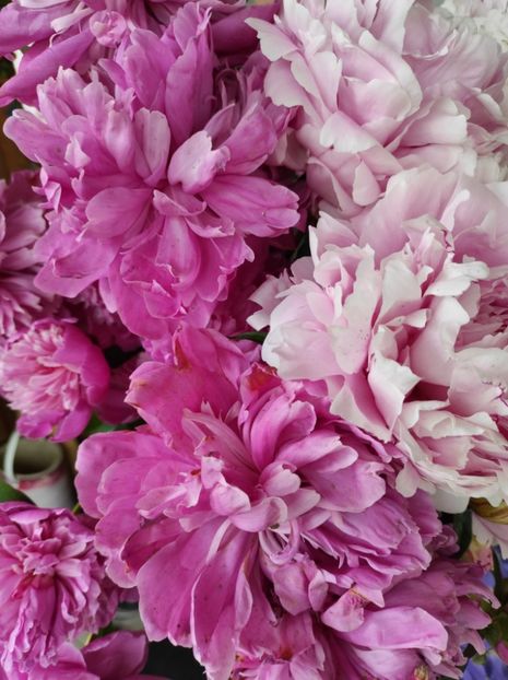 Img.2025.05.25 - Bujori 2025