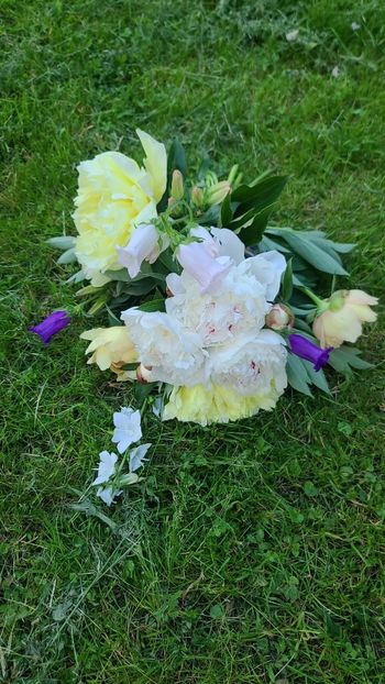 Img.2025.06.02 - Bujori 2025