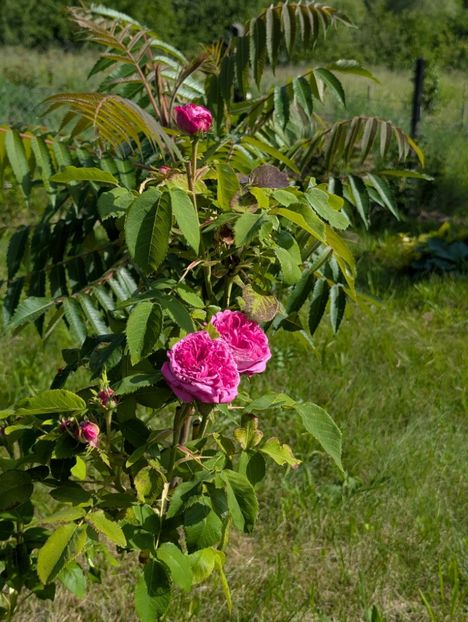 PXL_20250602_062852672 - Yolande d Aragon