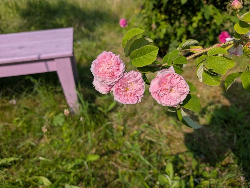 PXL_20250607_055501869 - Belle Isis