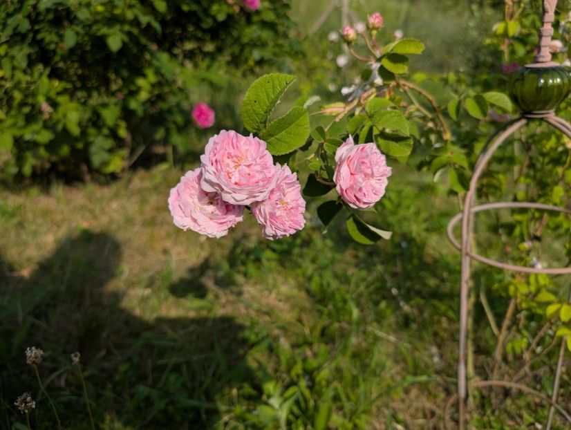 PXL_20250607_055525978 - Belle Isis