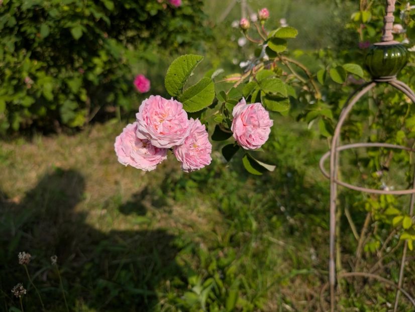 PXL_20250607_055526974 - Belle Isis