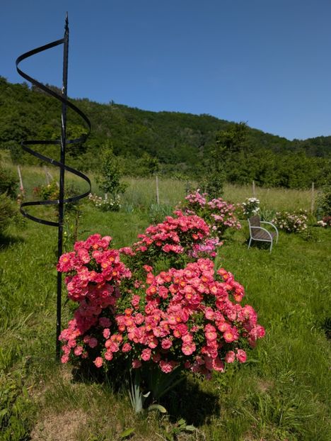 PXL_20250605_074914714 - Ferdy