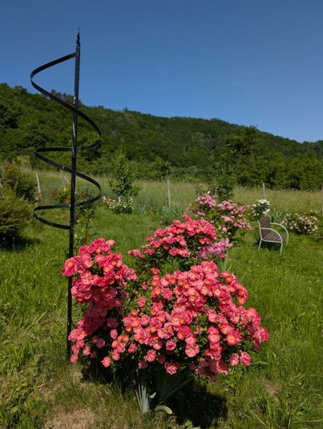 PXL_20250605_074919698 - Ferdy