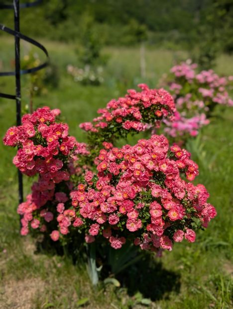 PXL_20250605_074934044.PORTRAIT - Ferdy