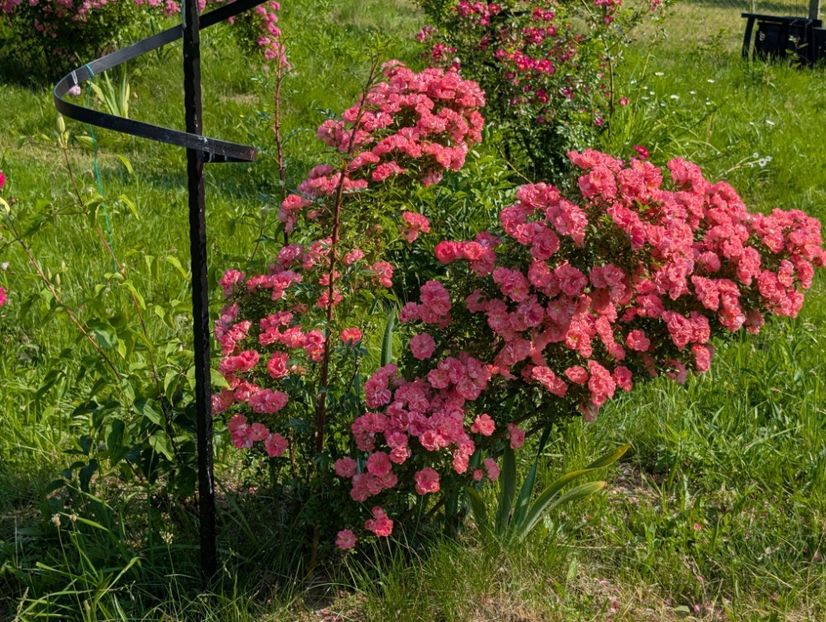 PXL_20250607_061308789 - Ferdy