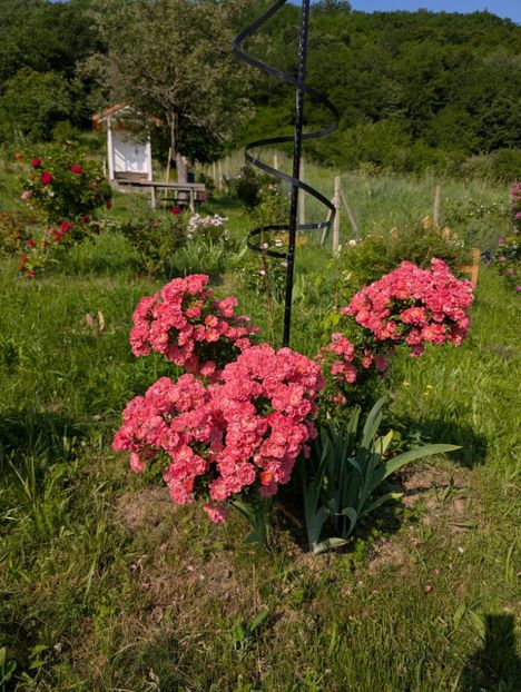 PXL_20250607_060240262 - Ferdy