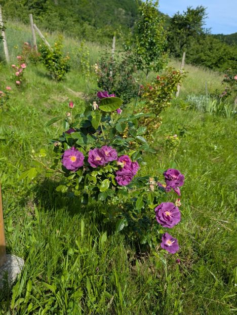 PXL_20250602_064926238 - Rhapsody in Blue