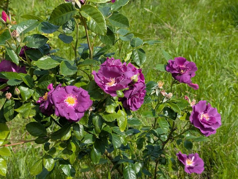 PXL_20250602_071038521 - Rhapsody in Blue