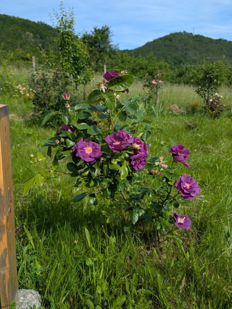 PXL_20250602_071048348 - Rhapsody in Blue