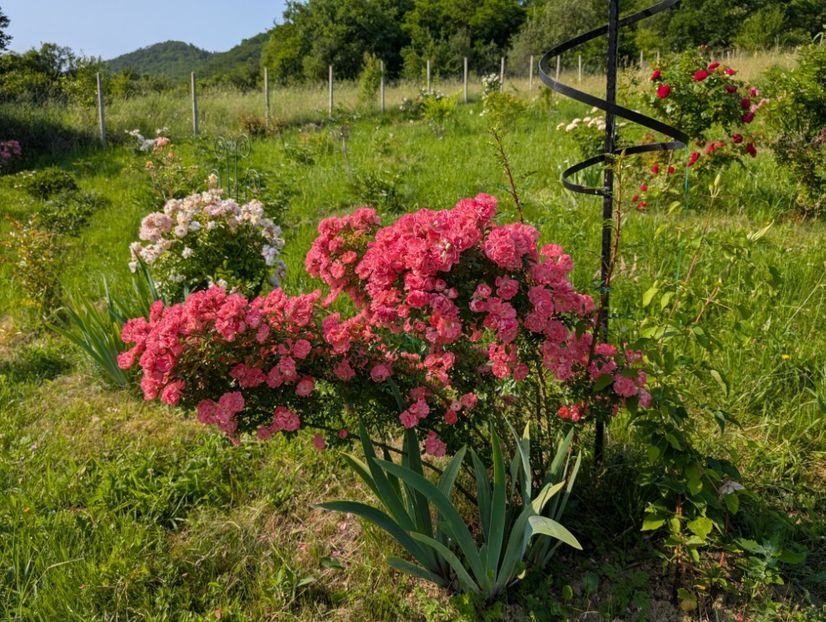 PXL_20250607_061102634 - Ferdy