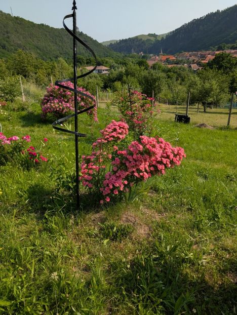 PXL_20250607_061259387 - Ferdy