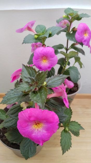 BriD s Pink Lily-jos, BriD s Verena-sus - BriD s Pink Lily vs BriD s Verena