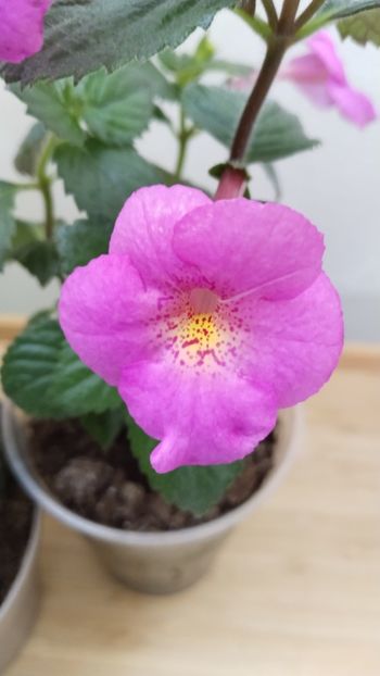 BriD s Verena - BriD s Pink Lily vs BriD s Verena