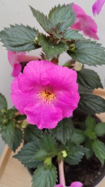 BriD s Pink Lily - BriD s Pink Lily vs BriD s Verena