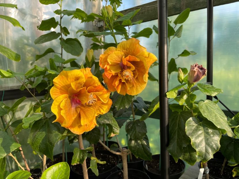  - Chi s garden Forest Rhapsody