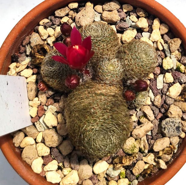 Rebutia hb Dark maiden - Rebutia hb Dark maiden