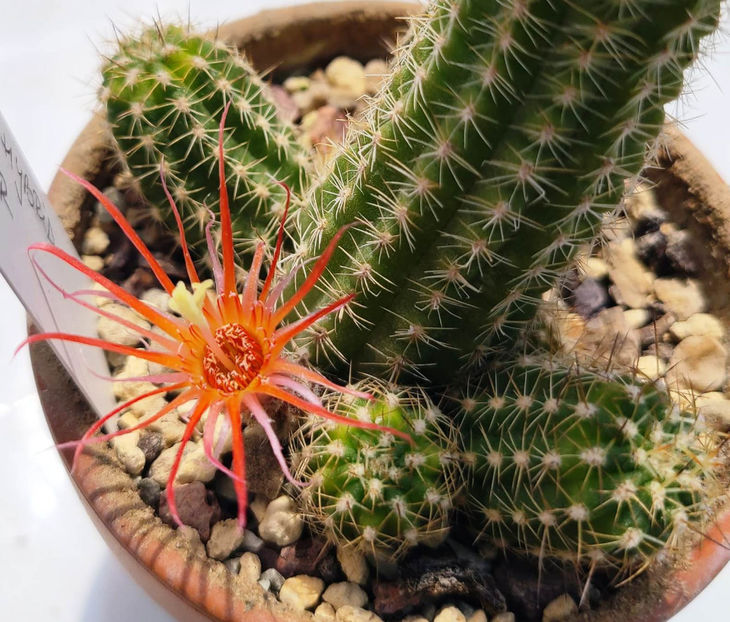 Chamaecereus hb ORANGE SPIDER - Chamaecereus hb ORANGE SPIDER