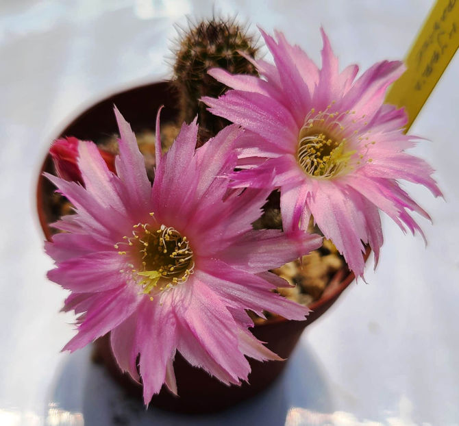 Chamaecereus hb Lincoln Paradise - Chamaecereus hb Lincoln Paradise