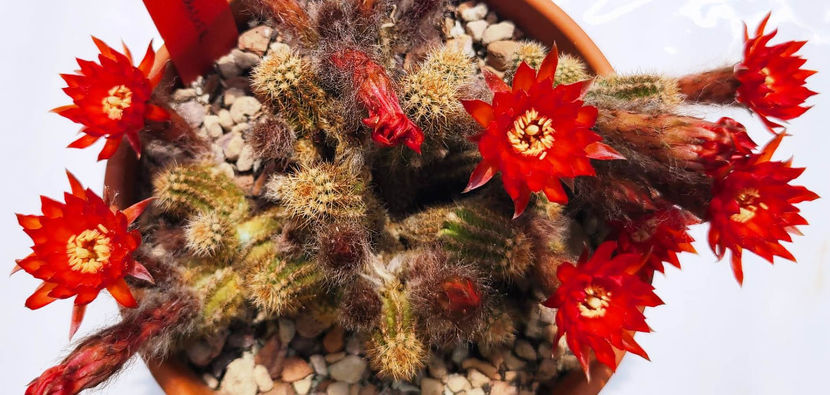 Chamaecereus hb Lincoln Firecracker - Chamaecereus hb Lincoln Firecracker