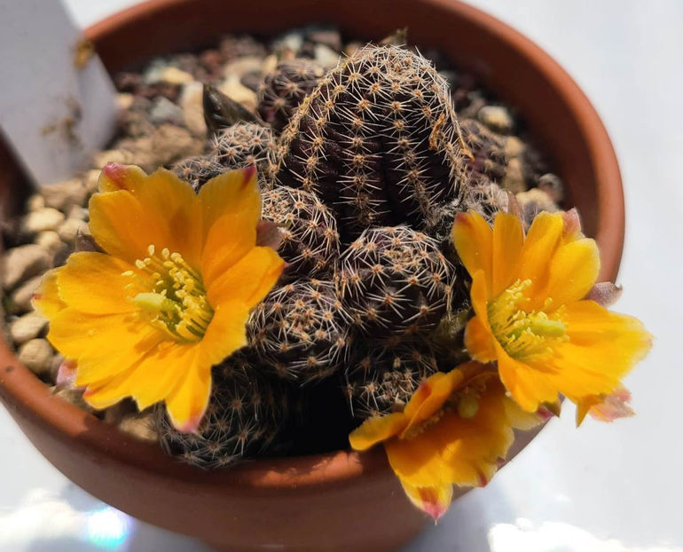 Rebutia pygmaea var diersiana - Rebutia pygmaea var diersiana