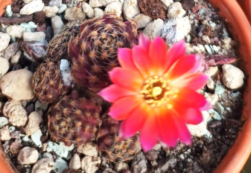 Rebutia pygmaea var polypetala - Rebutia pygmaea var polypetala WR301