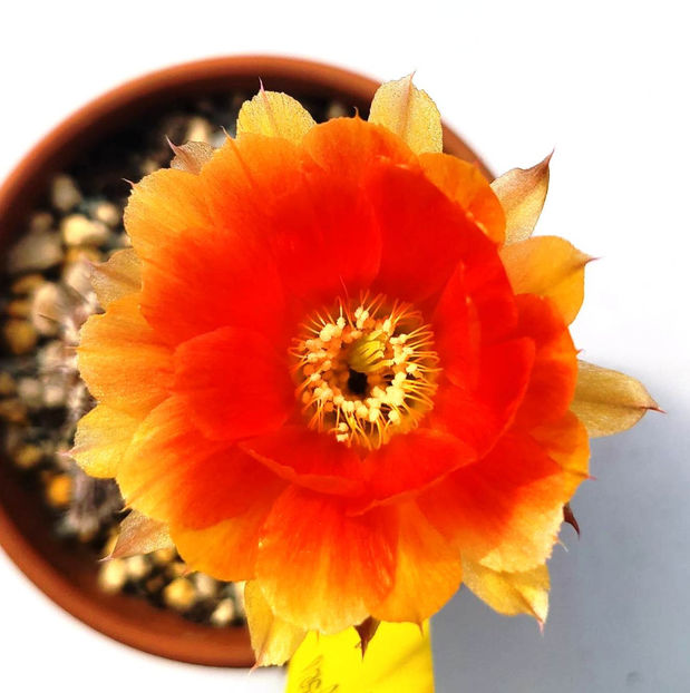 Chamaecereus hybrid MEPHYSTO - Chamaecereus hybrid MEPHYSTO