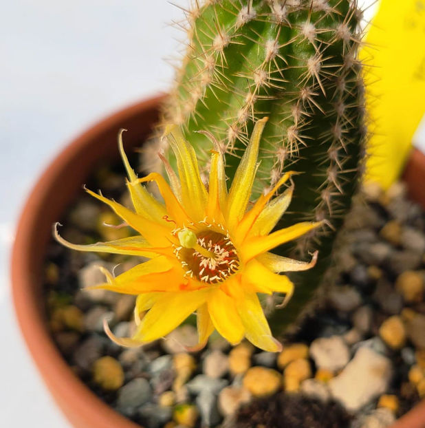 Chamaecereus hybrid BURNING CHEEKS - Chamaecereus hybrid BURNING CHEEKS