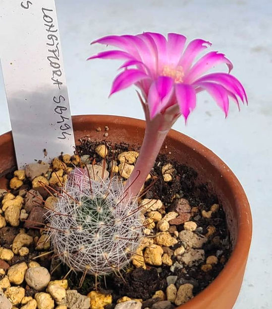 MAMMILLARIA longiflora - MAMMILLARIA longiflora SB_494