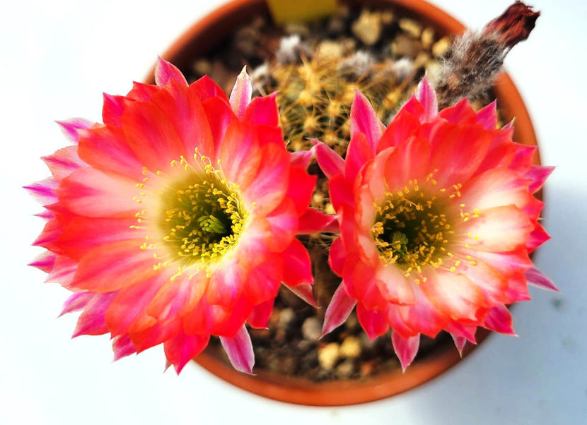 Lobivia hb VS04 - Lobivia hb VS04