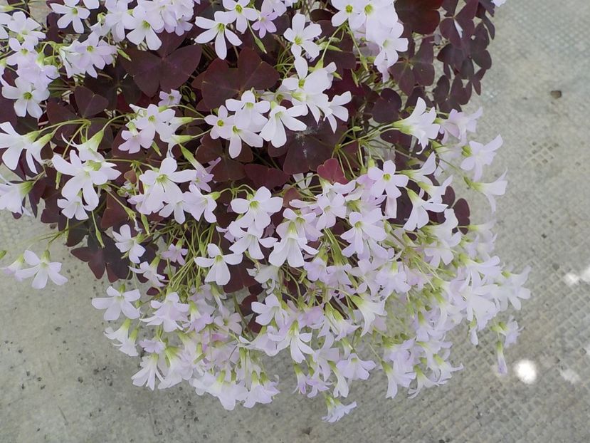  - oxalis triangularis